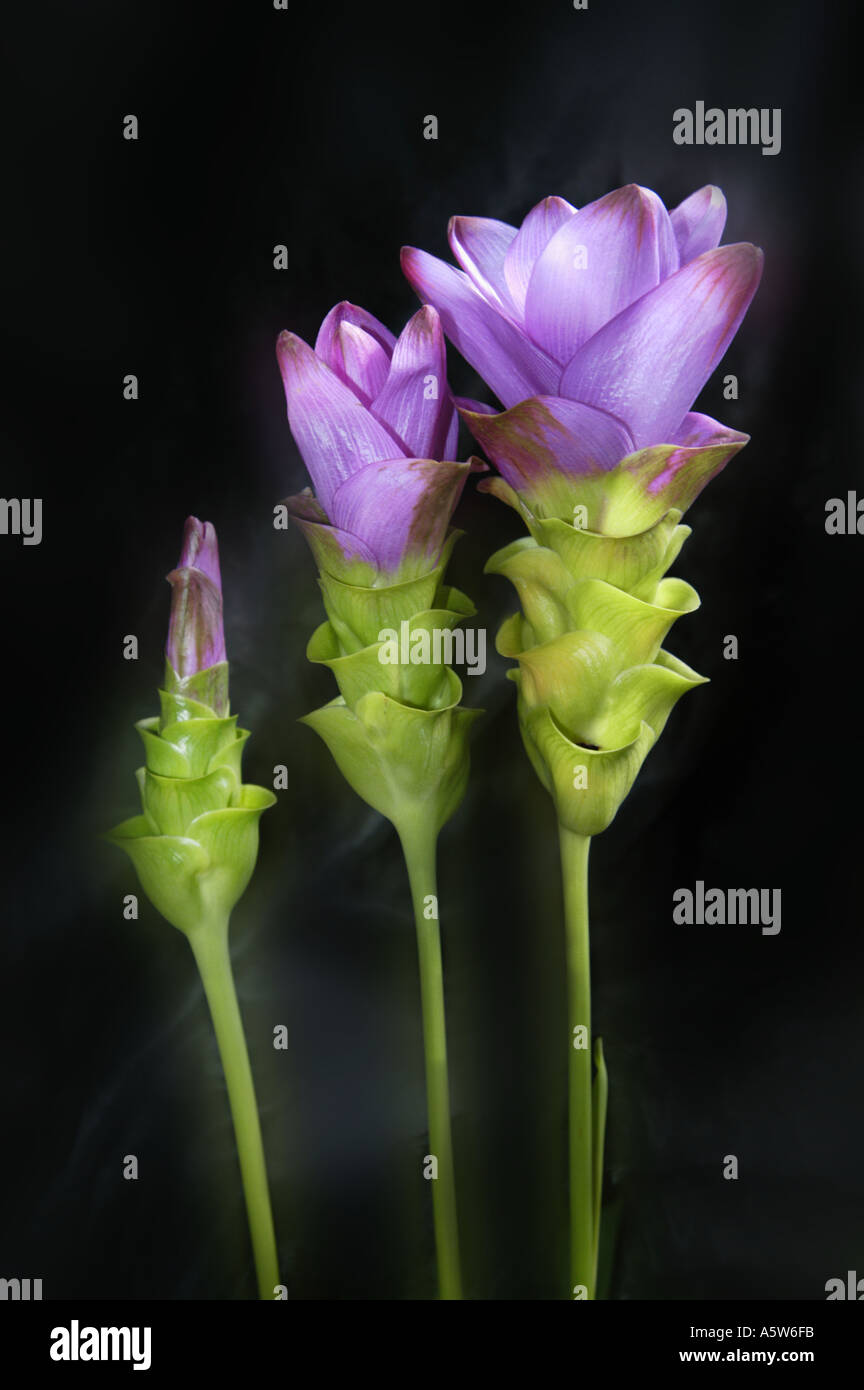 Usine de curcuma curcuma alismatifolia feuilles fleurs de tulipe de Thaïlande sur fond sombre noir 3 trois Banque D'Images