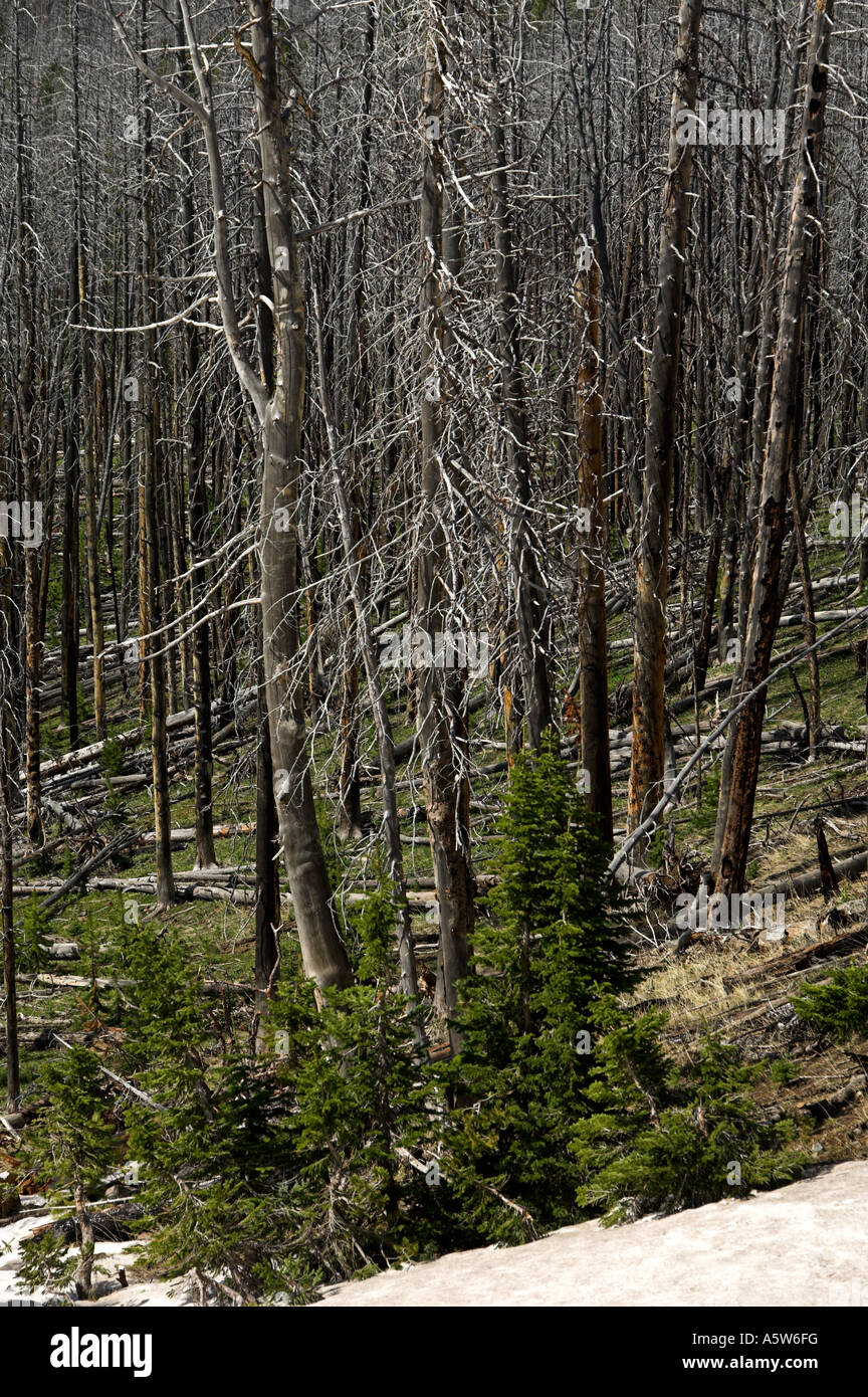 Forêt brûlée, le Mont Washburn, Yellowstone Banque D'Images