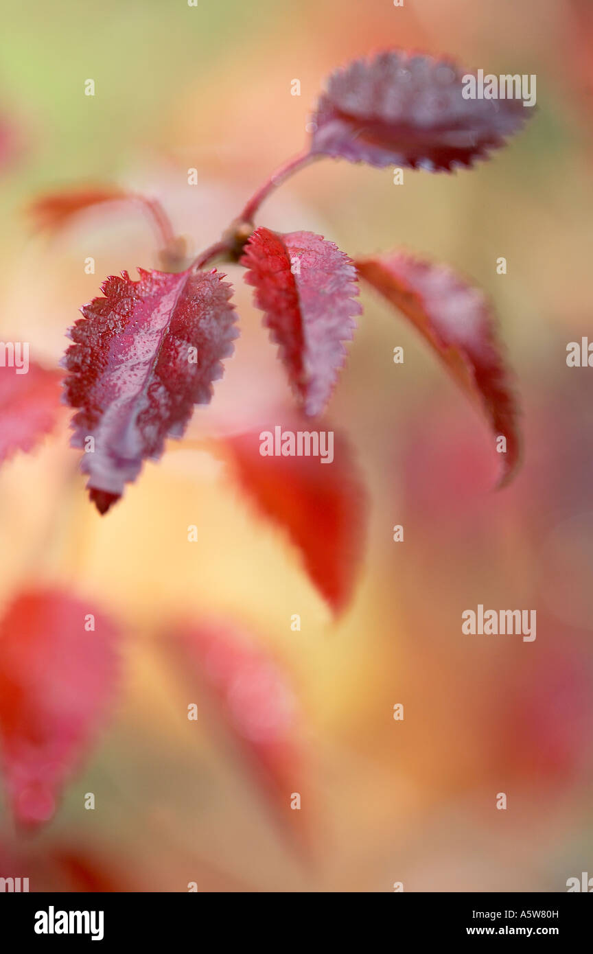 Prunus incisa Kojo No-Mai montrant la couleur en automne Banque D'Images