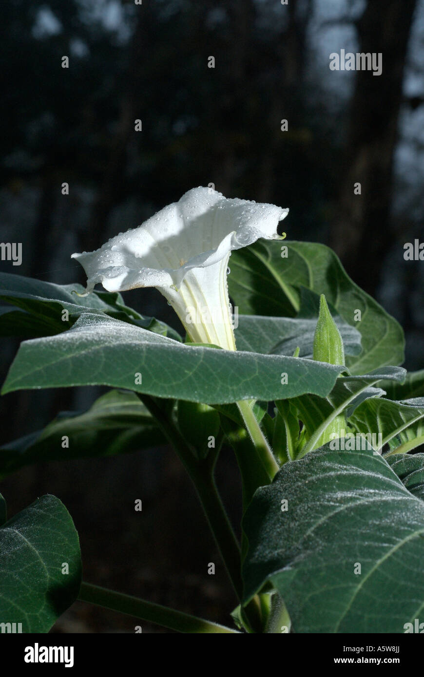 Datura stramonium stramoine ou une plante toxique trompette fleur détail avec des gouttes de pluie Banque D'Images