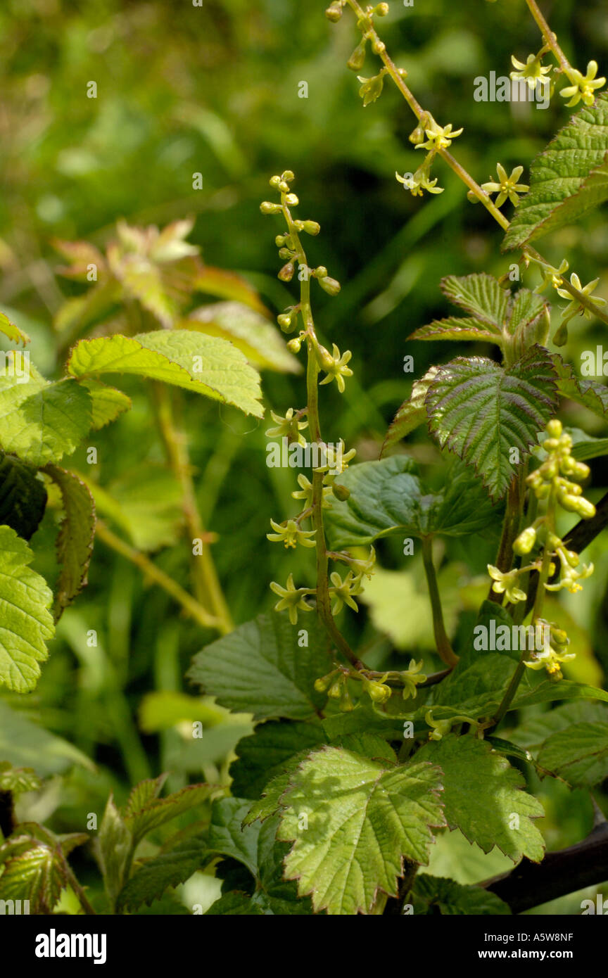 Black bryony Banque de photographies et d’images à haute résolution - Alamy