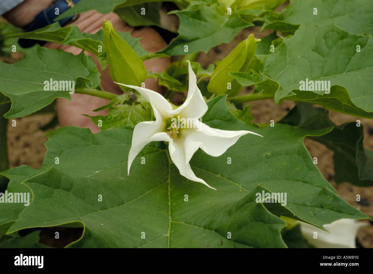 Thorn-apple, Datura stramonium Banque D'Images