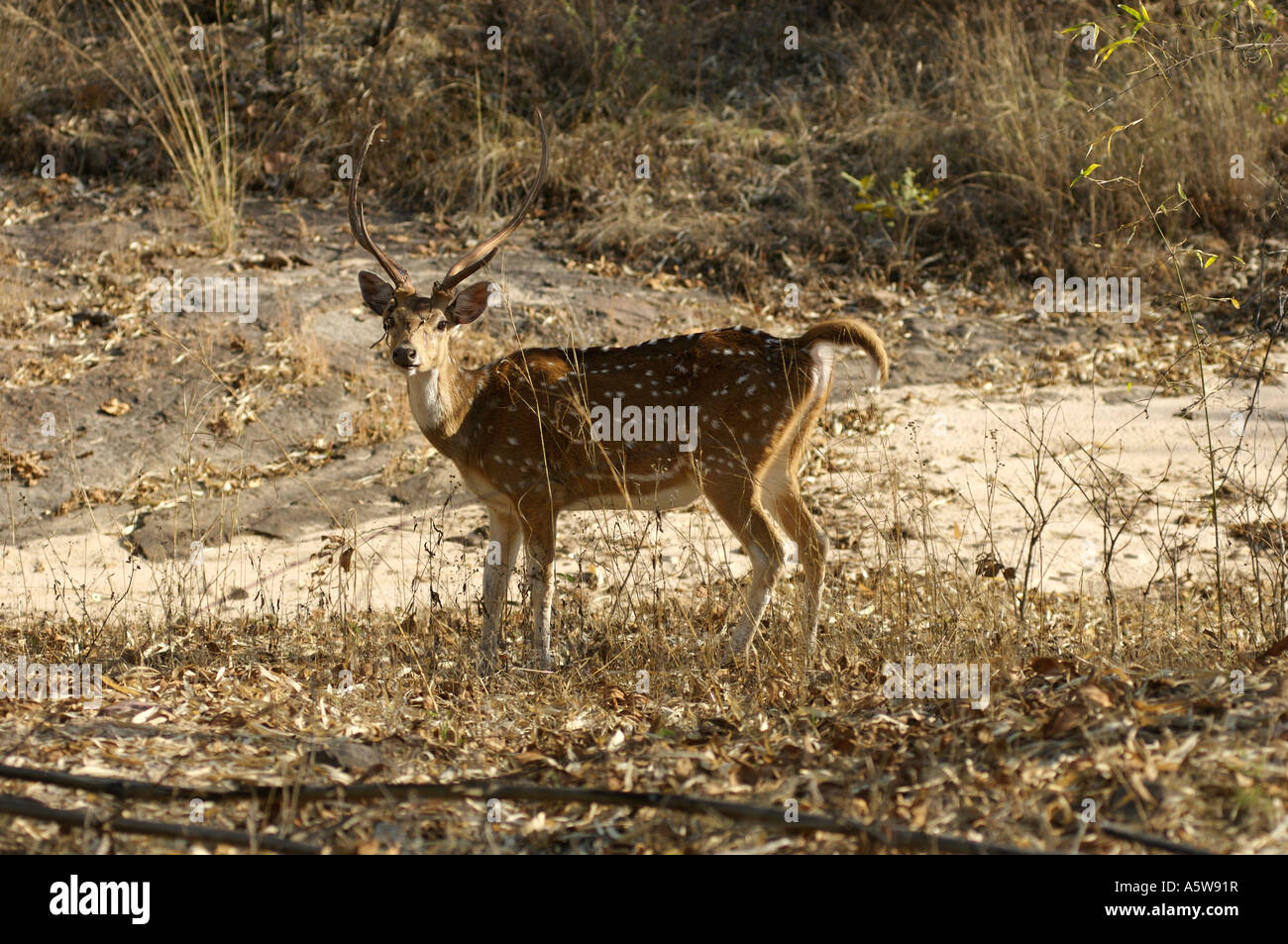 Spotted deer sont importantes pour les animaux de proie le tigre du Bengale Aka Cerf Chital ou cheetal Banque D'Images