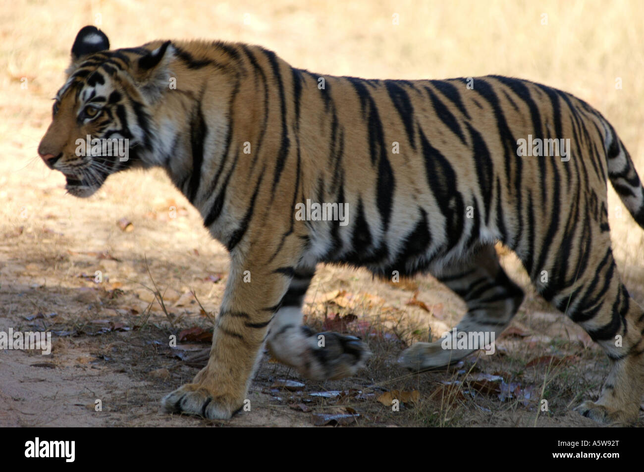 Tigre du Bengale femelle cub walking Banque D'Images