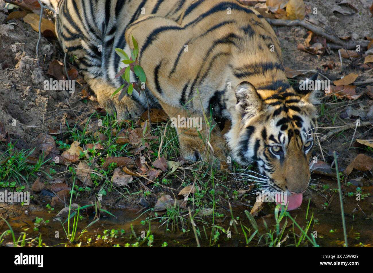 Bandhavgarh National Park Madhyar Pradesh Inde tigre du Bengale mâle de boire à un ruisseau Banque D'Images