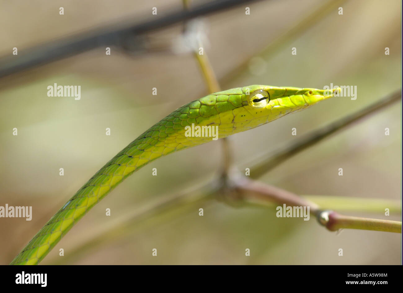 Long nez vert ou vert serpent fouet serpent de vigne Banque D'Images