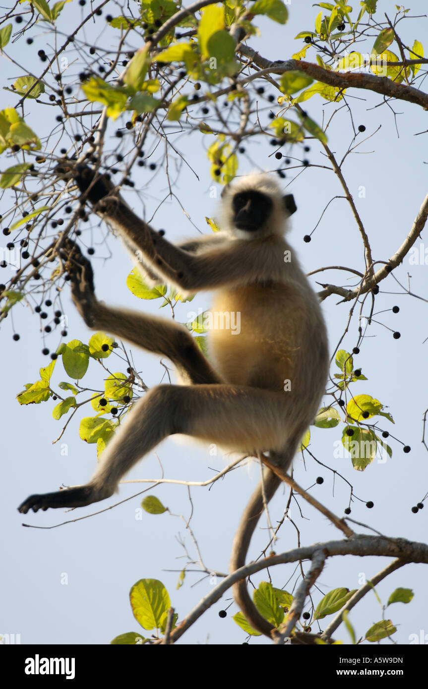 Singe langur commun alerte le reste de la forêt à la présence du tigre en appelant sonne comme un homme se raclant la gorge pour cracher Banque D'Images