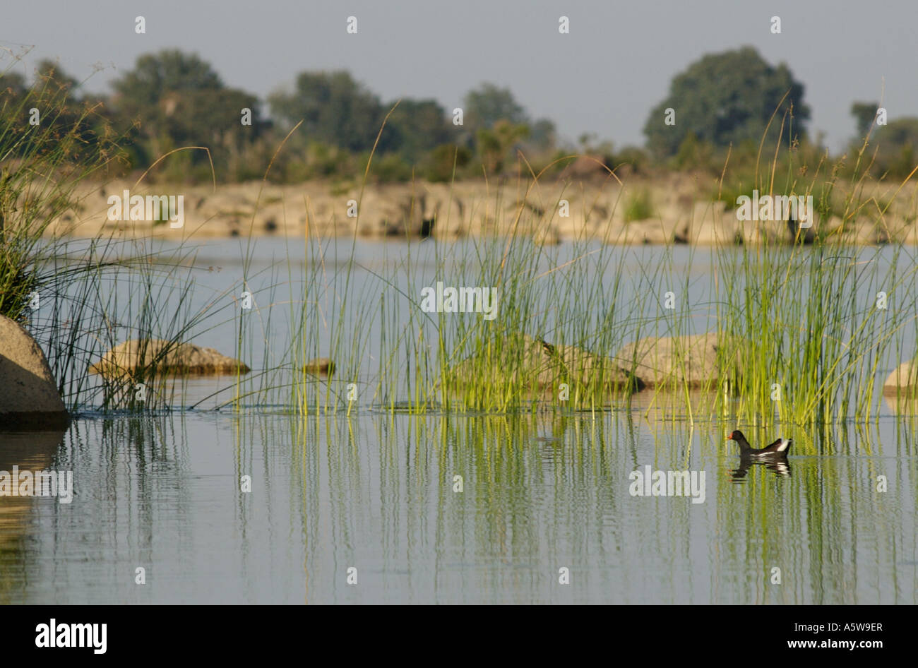 Panna Parc National le Madhya Pradesh Inde 0207 Poule d'entre dans les lits de roseaux sur la rivière Ken Banque D'Images