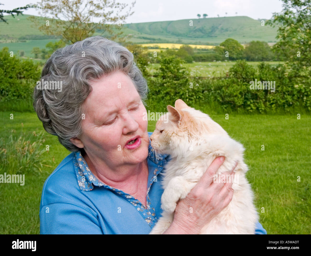 Une dame et un retraité de 21 ans chat Ragdoll dans un quartier calme jardin Wiltshire en Angleterre UK UE Banque D'Images