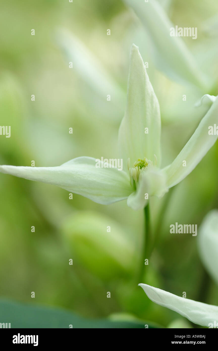 CLEMATIS ARMANDII Banque D'Images