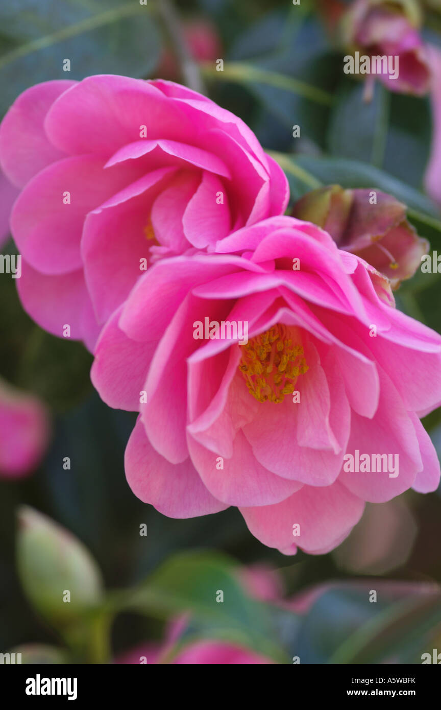CAMELLIA X WILLIAMSII CRINKLES Banque D'Images