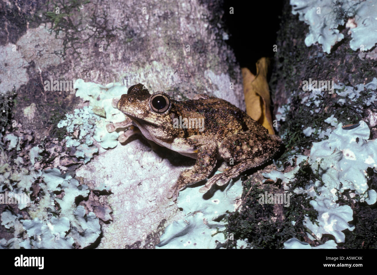 Peron s tree frog Litoria peronii Hylidae la nuit dans rainforest Queensland Australie Banque D'Images