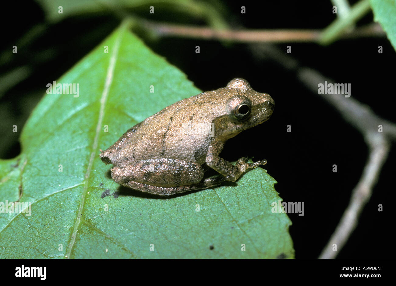 La rainette crucifère Pseudacris crucifer Hylidae sur la végétation à côté d'une rivière de forêt S Carolina USA Banque D'Images