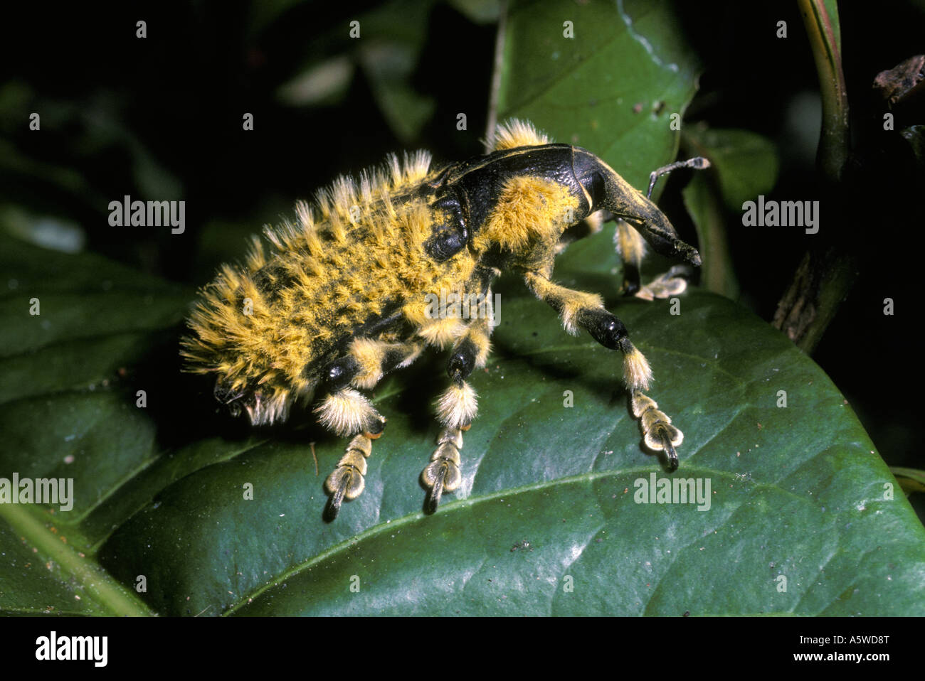 Curculionidae Charançon Lixus barbiger dans rainforest Madagascar Banque D'Images