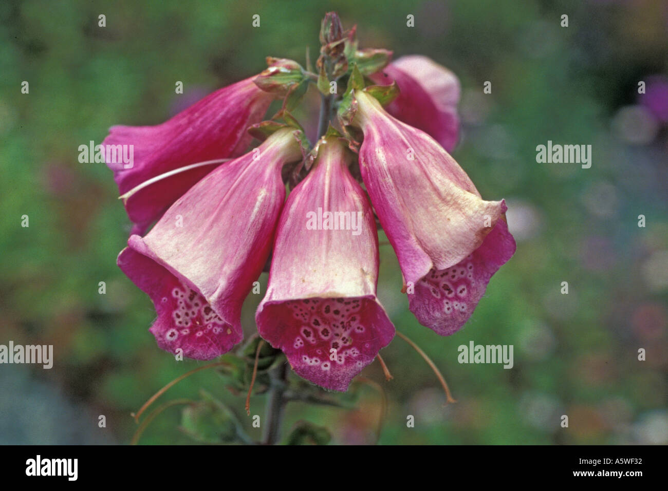 Foxglove Digitalis russe prupuriea Gulch State Park en Californie Banque D'Images