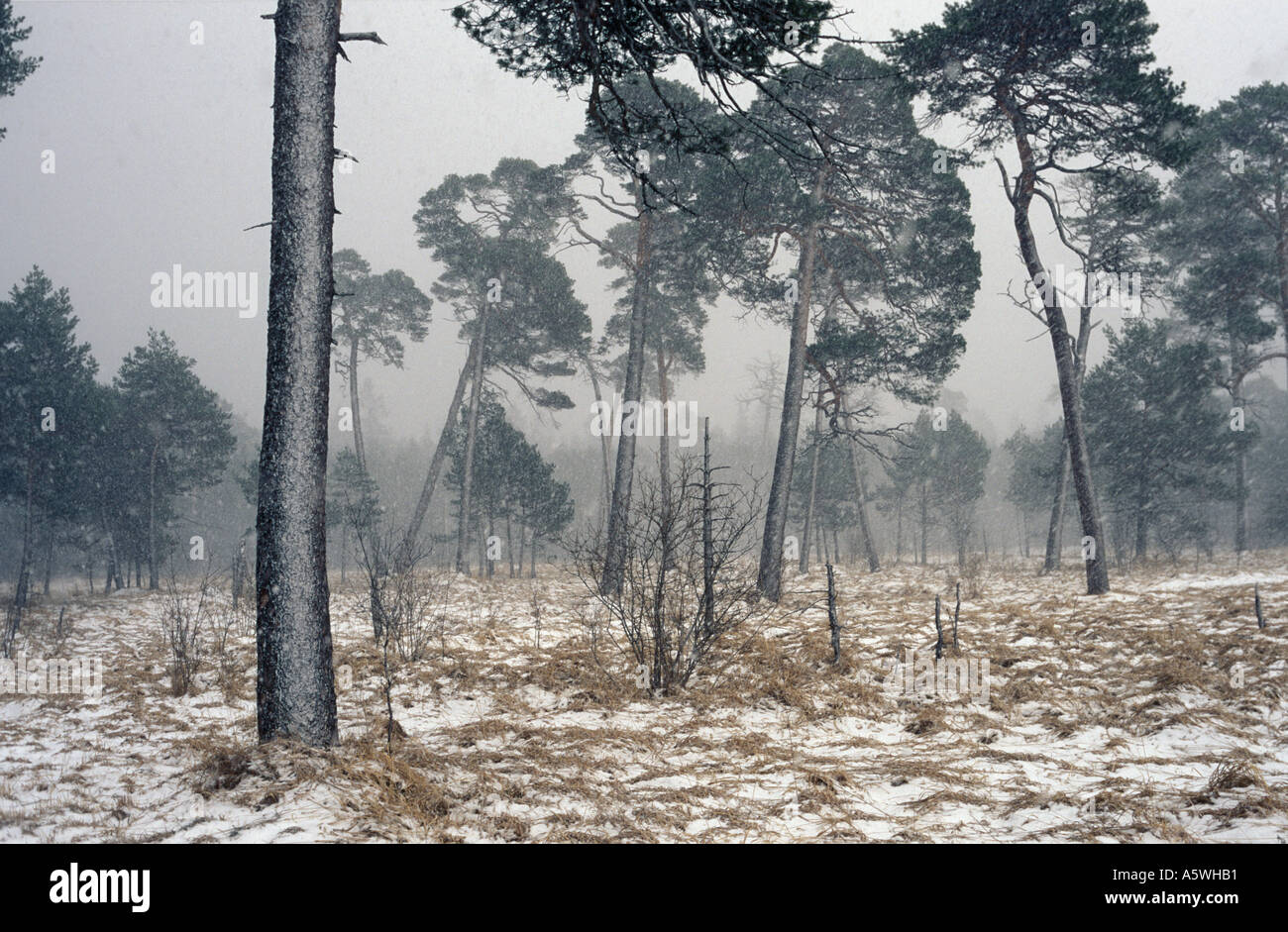 Snow flurry dans une forêt de pins dans Pupplinger Au Wolfratshausen Allemagne Bavière Banque D'Images
