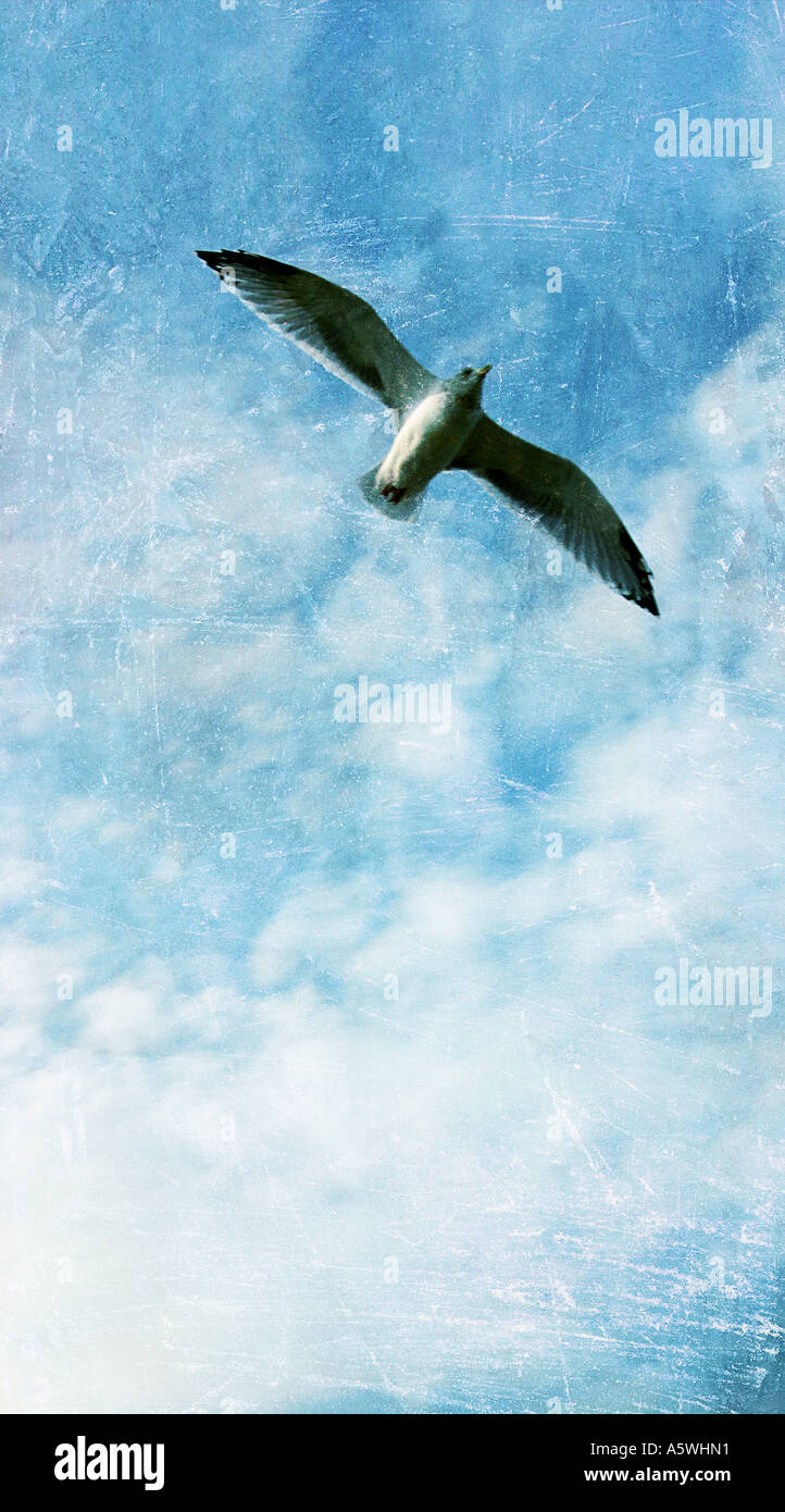 Illustration d'une photo d'une mouette en plein vol. Banque D'Images