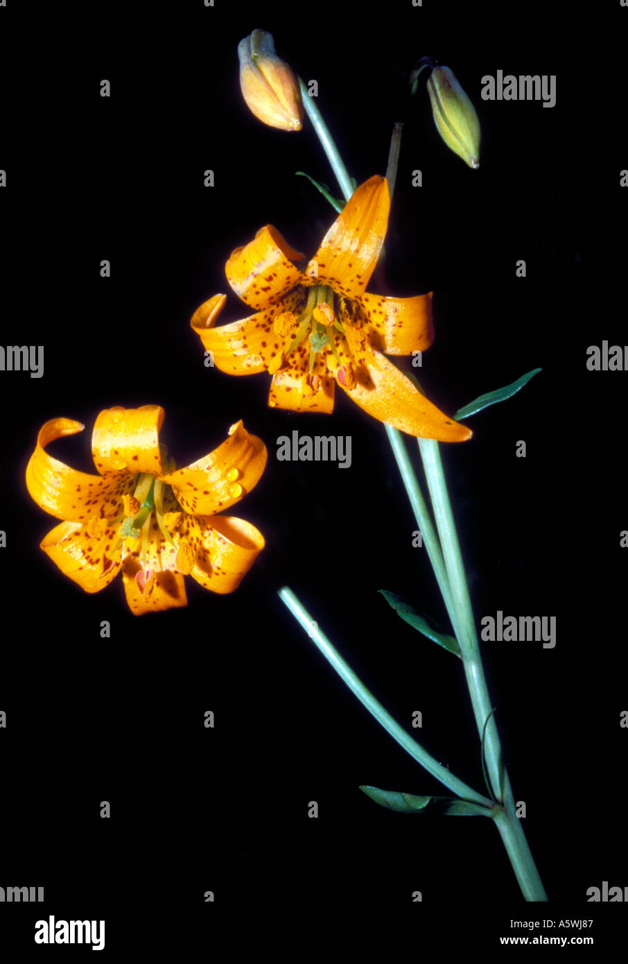 F2L-2 DEUX PLUVIEUSES TIGER LILY BLOSSOMS Banque D'Images