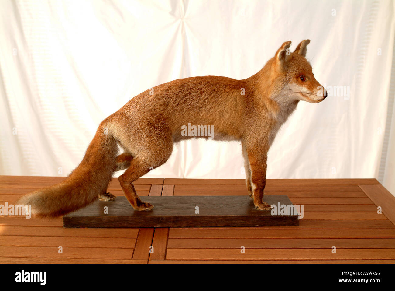 Taxidermie renard assis - Massacres (12365496