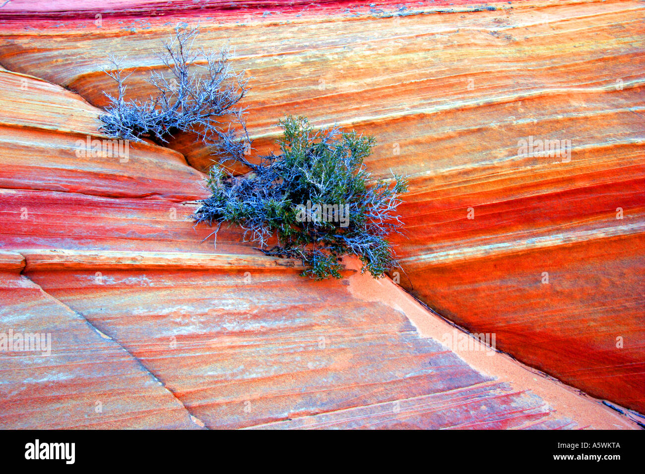 Détail rock, coyote buttes north, arizona Banque D'Images