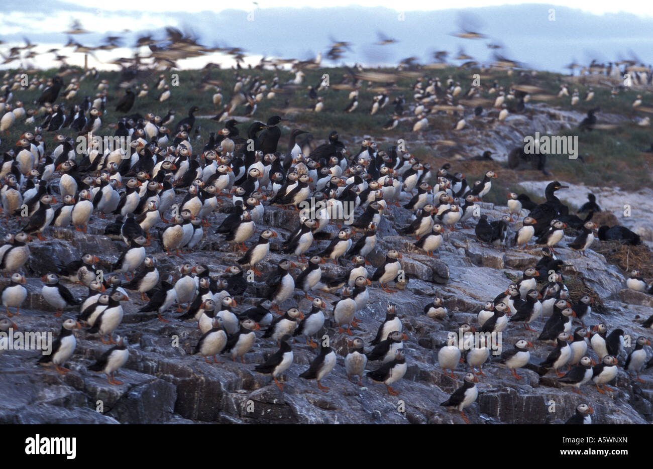 Macareux moines (Fratercula arctica) au crépuscule sur les îles Farne Northumberland National Nature Reserve Banque D'Images
