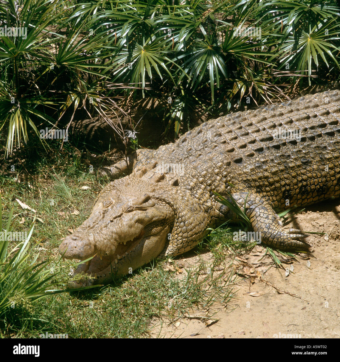 Saltwater Crocodile (Crocodylus porosus), Parc National de Kakadu en Australie Territoire du Nord Banque D'Images