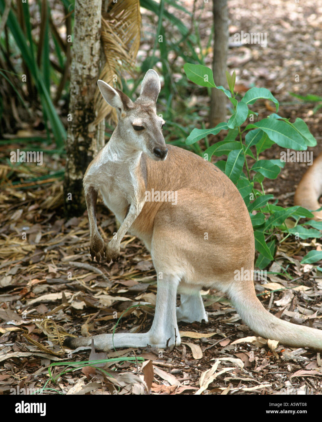 Wodonga, Territoire Wildlife Park, Berry Springs, Darwin, Territoire du Nord, Australie Banque D'Images