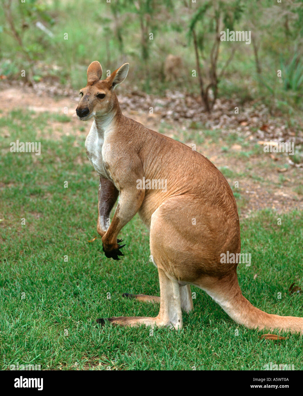 Macropus rufus Kangaro (rouge) sur le territoire du Parc de la faune, Berry Springs, Darwin, Territoire du Nord, Australie Banque D'Images