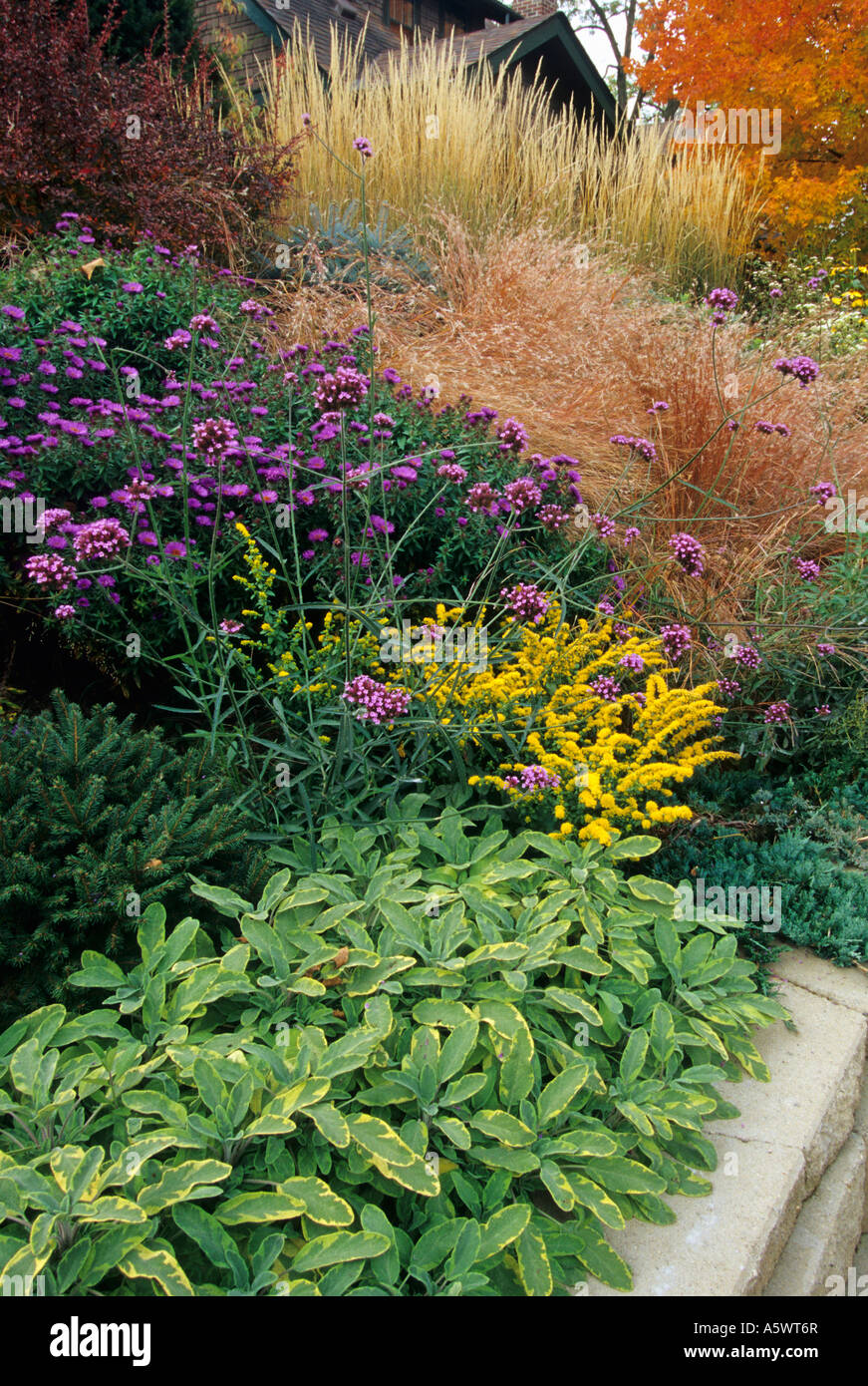 Jardin De Cour AVANT AVEC GOLDEN SAUGE, VERVEINE BONARIENSIS, TOISON D'or de Houghton, PURPLE DOME ASTER. De l'automne. Octobre. Au Minnesota. Banque D'Images