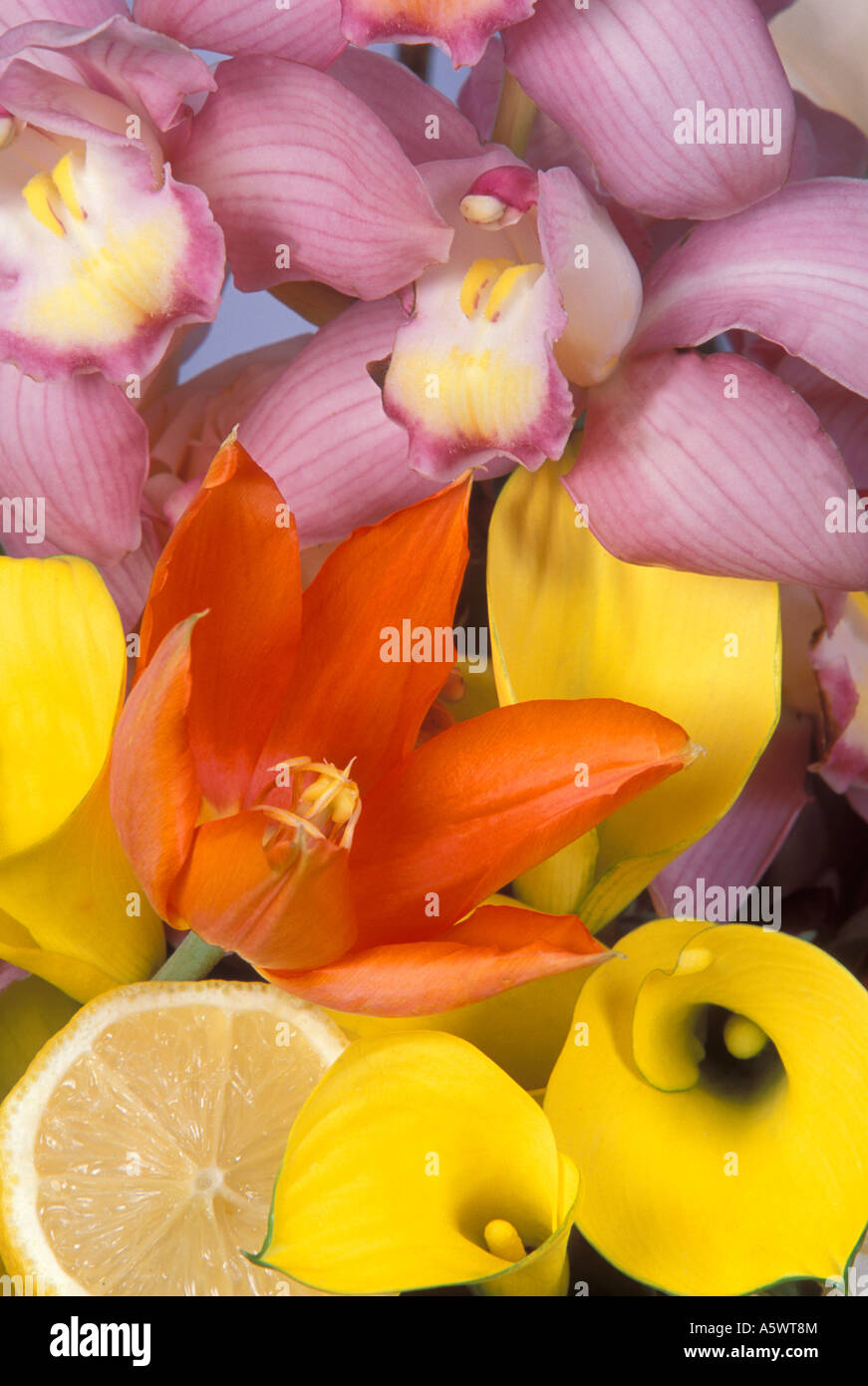 Détail de bouquet de tulipes colorées, les ZANTEDESCHIAS, orchidées et citron frais. Banque D'Images