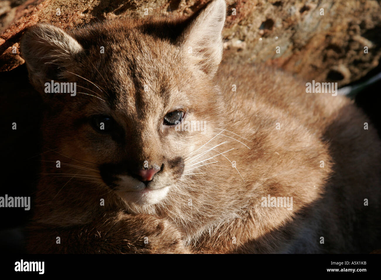 Cougar Bebe Fixant Dans Une Ombre Dans Le Nord Du Minnesota Photo Stock Alamy Cougar Bebe Fixant Dans Une Ombre Dans Le Nord Du Minnesota Photo Stock Alamy