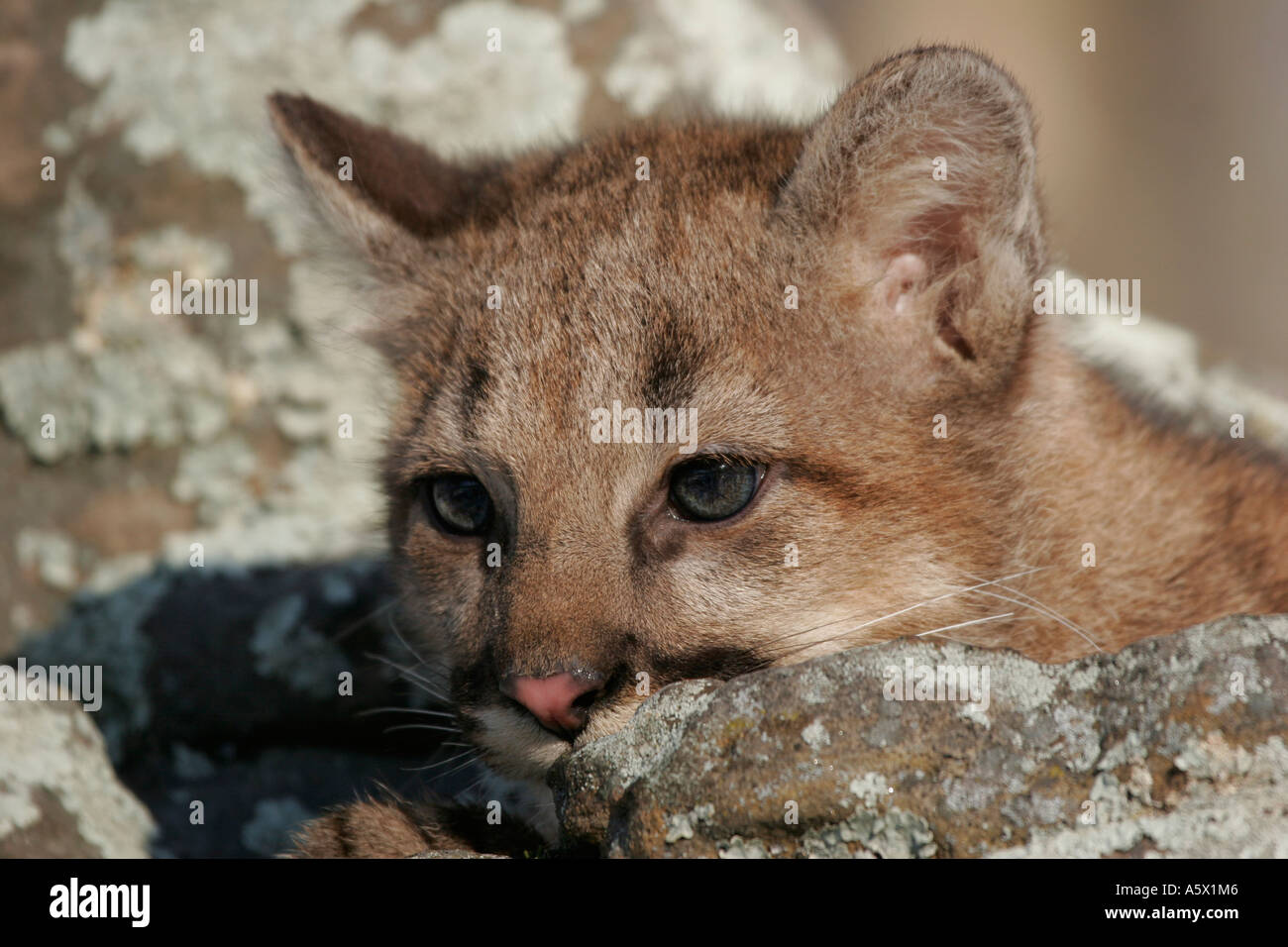 Bebe Cougar Se Cacher Sur Un Rocher Dans Le Nord Du Minnesota Photo Stock Alamy Bebe Cougar Se Cacher Sur Un Rocher Dans Le Nord Du Minnesota Photo Stock Alamy