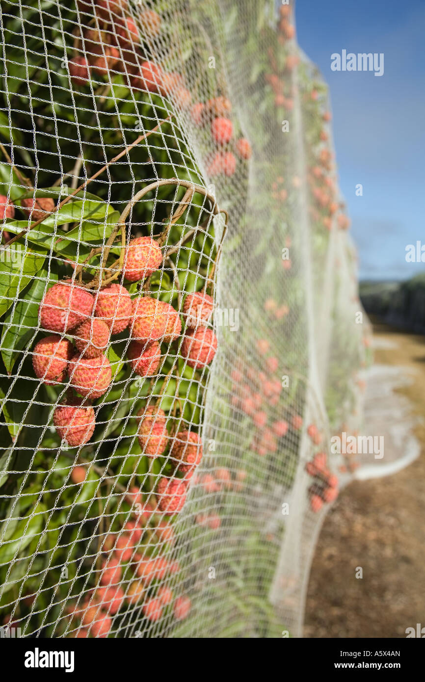 L'agriculture de litchi - Mareeba, Queensland, Australie Banque D'Images