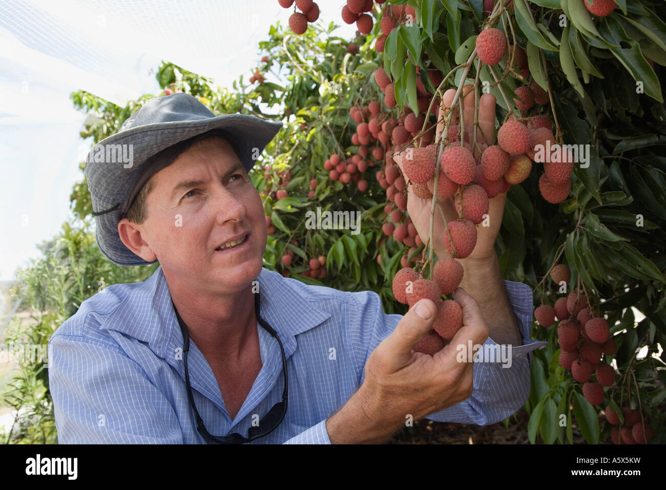 Agriculteur litchi - Mareeba, Queensland, Australie Banque D'Images