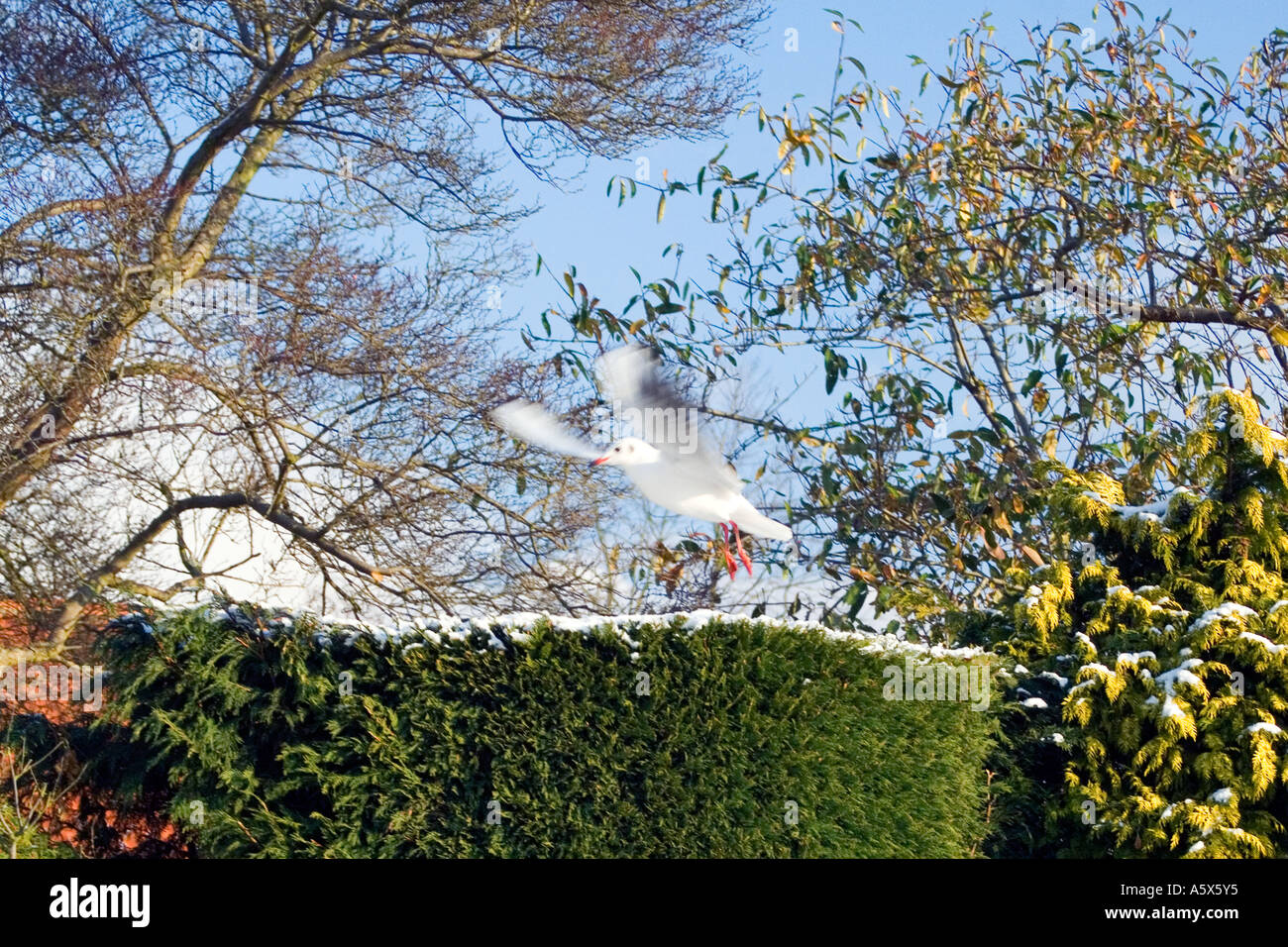 Mouette en vol dans un jardin anglais Banque D'Images