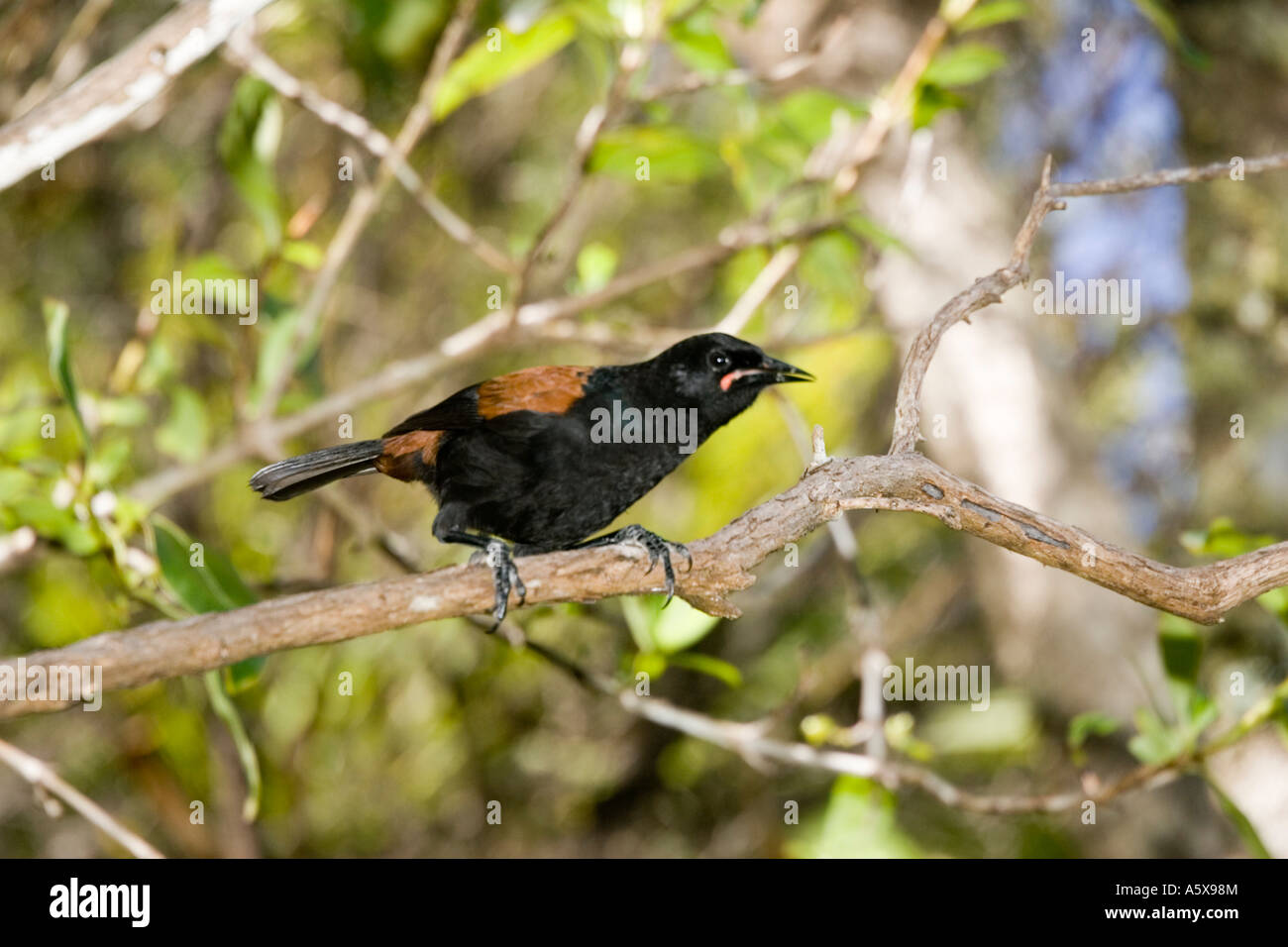 North Island saddleback Tieke Philesturnus carunculatus nom maori rufusater Tiritiri Matangi Island près de Auckland New Zealand Banque D'Images
