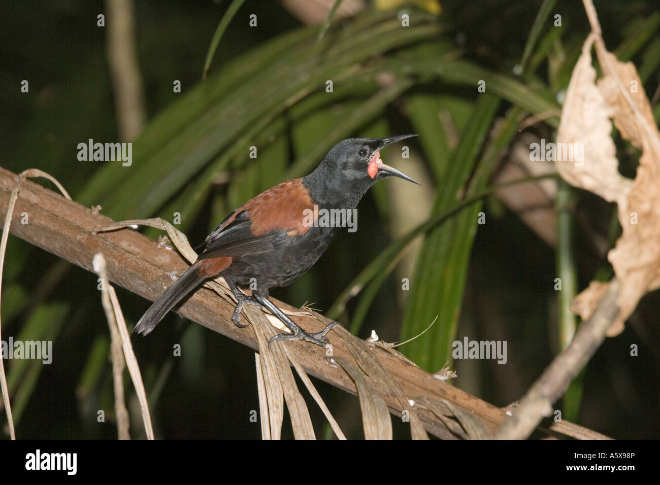 Île du Nord saddleback appelant nom maori Tieke Philesturnus carunculatus rufusater Kapiti Island près de Wellington en Nouvelle-Zélande Banque D'Images