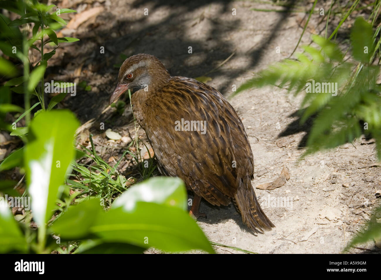 Gallirallus australis weka ou woodhen Kapiti Island près de Wellington en Nouvelle-Zélande Banque D'Images