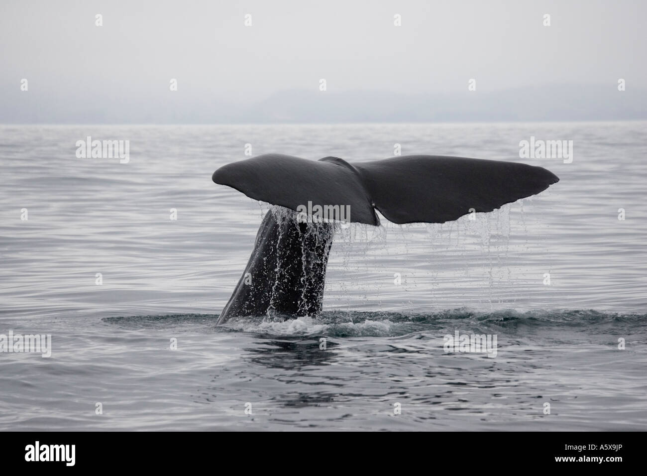 Fluke queue de cachalot Physeter macrocephalus versant les gouttes d'eau il plonge au large de Kaikoura ile sud Nouvelle Zelande Banque D'Images