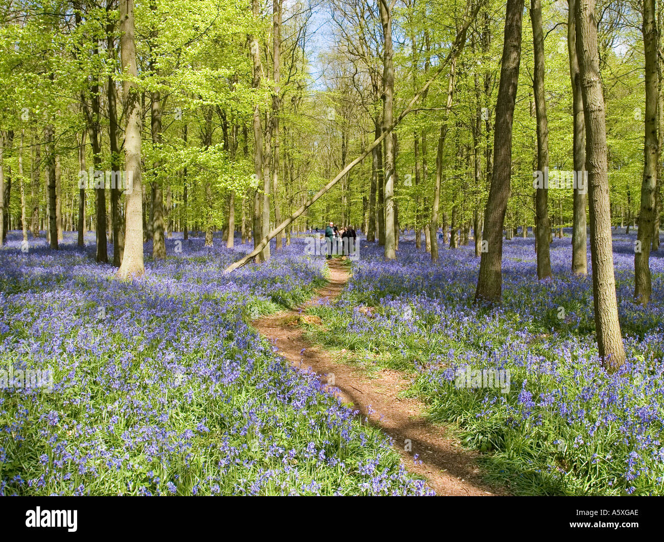 Jacinthes des bois Ashridge - Buckinghamshire Banque D'Images