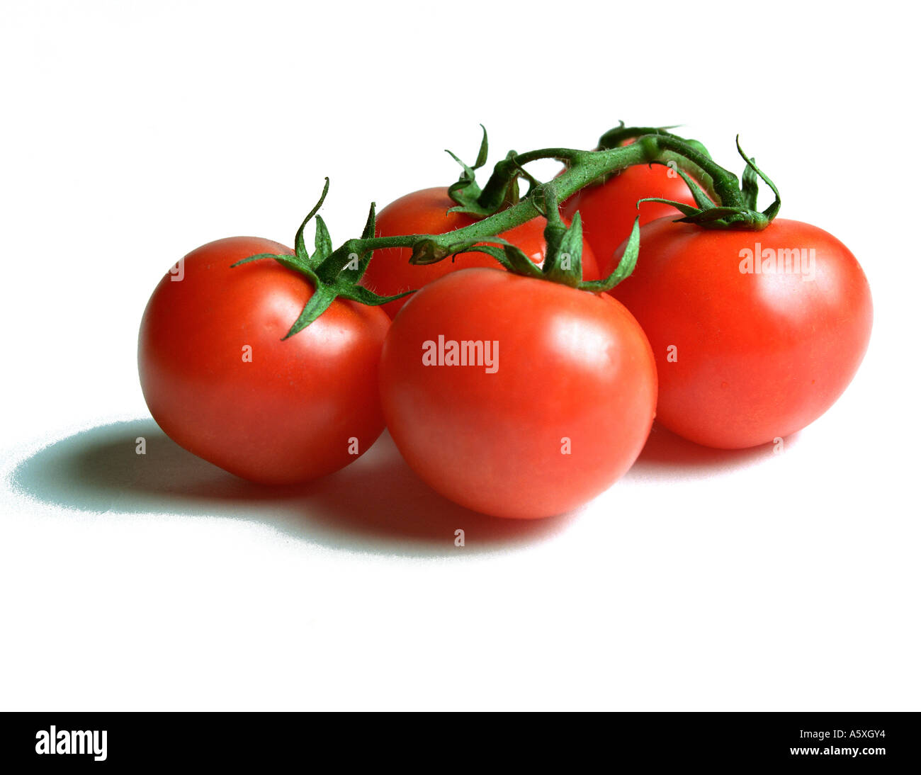 Tomates cerise sur la vigne sur fond blanc Banque D'Images