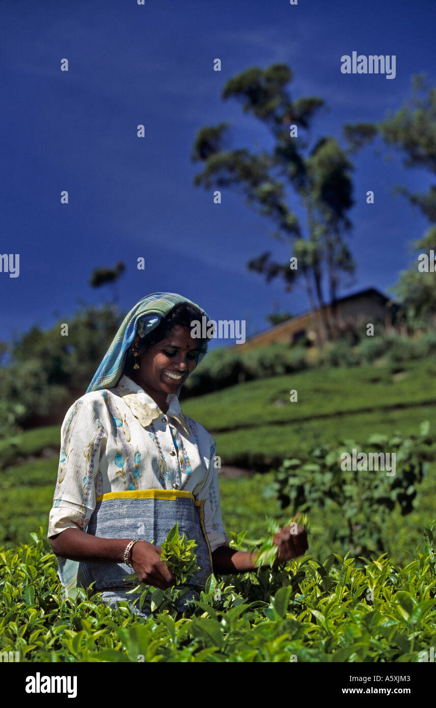 Jeune femme tamoule la récolte de feuilles de thé (Sri Lanka). Jeune femme tamoule récoltant des feuilles de thé (Sri Lanka). Banque D'Images