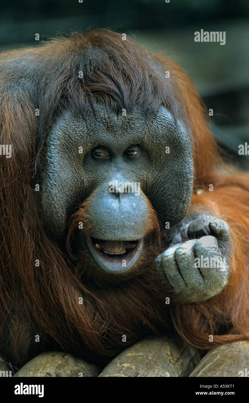 L'orang-outan mâle (Pongo pygmaeus). Attitude de méfiance. Mâle orang outan (Pongo pygmaeus). L'attitude de défiance. Banque D'Images