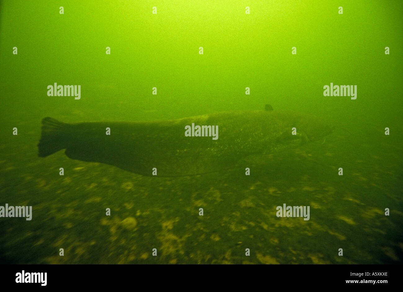 Silurus glanis se déplacer dans la rivière La Creuse (France). Silure glane nageant dans la rivière La Creuse. (France). Banque D'Images