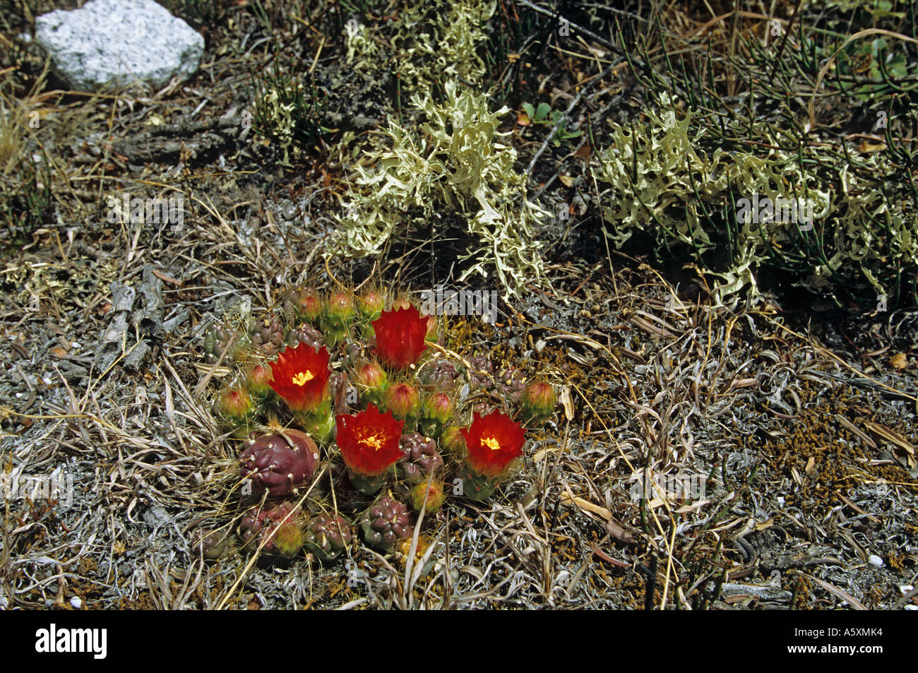 Un cactus en fleurs sur une rive de la lagune Llanganuco (Pérou). Cactus en fleur sur une rive de la lagune de Llanganuco (Pérou). Banque D'Images