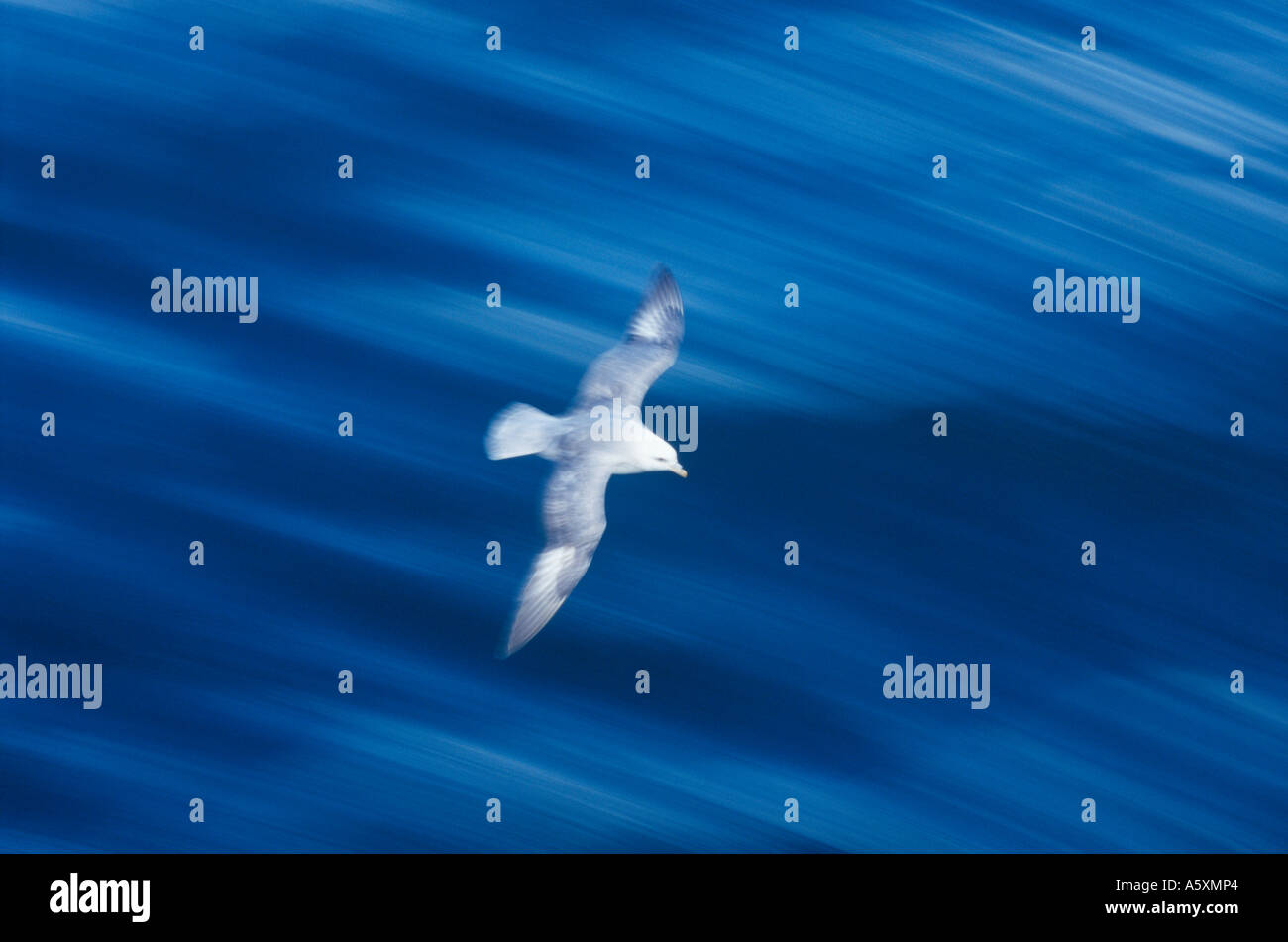 Fulmar en vol au dessus de la mer, Blurred motion Banque D'Images