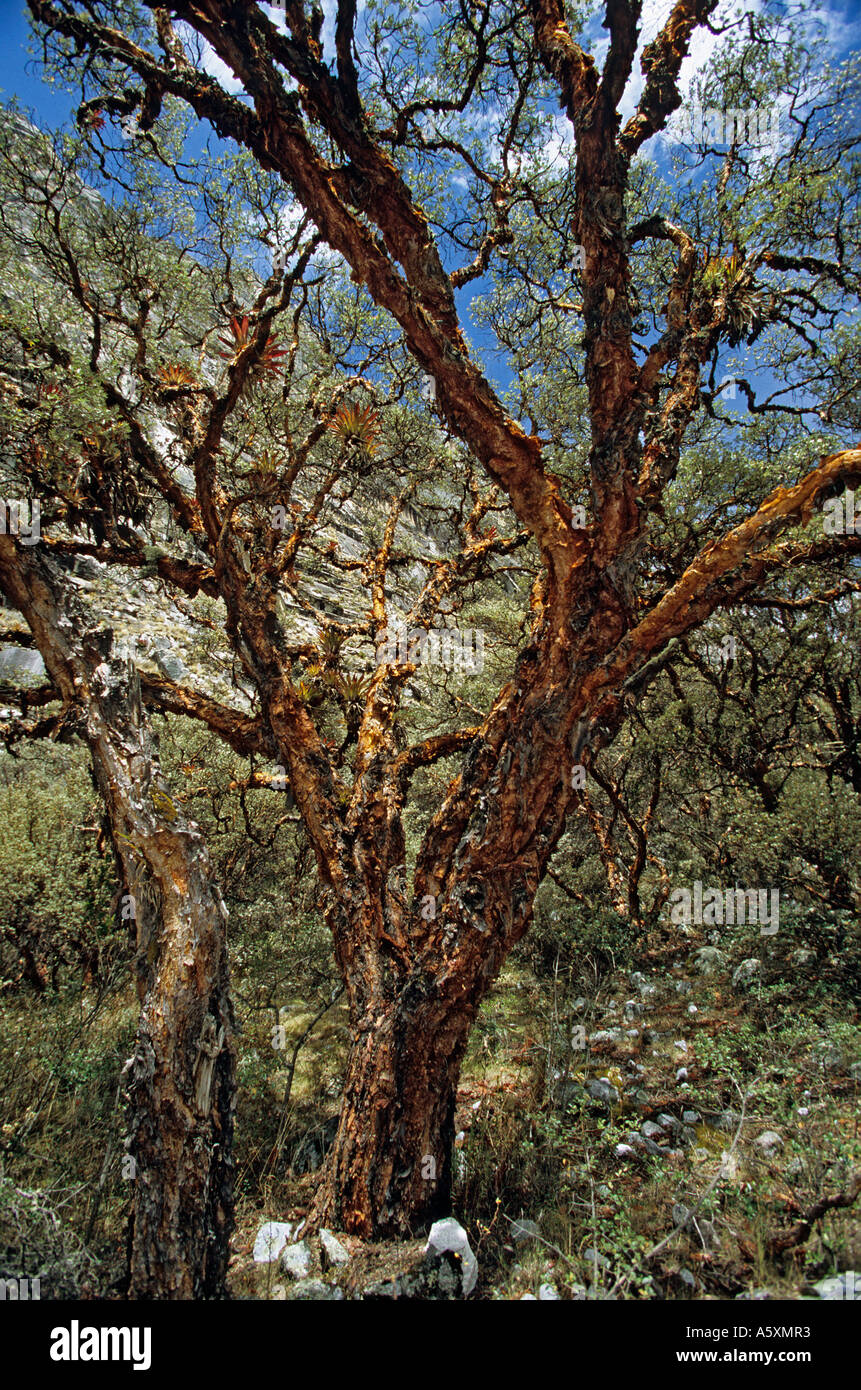 Polylepis dans la réserve naturelle de Huascarán (Pérou). Quenual (Polylepis sp - Parc naturel de Huascarán - Pérou). Banque D'Images