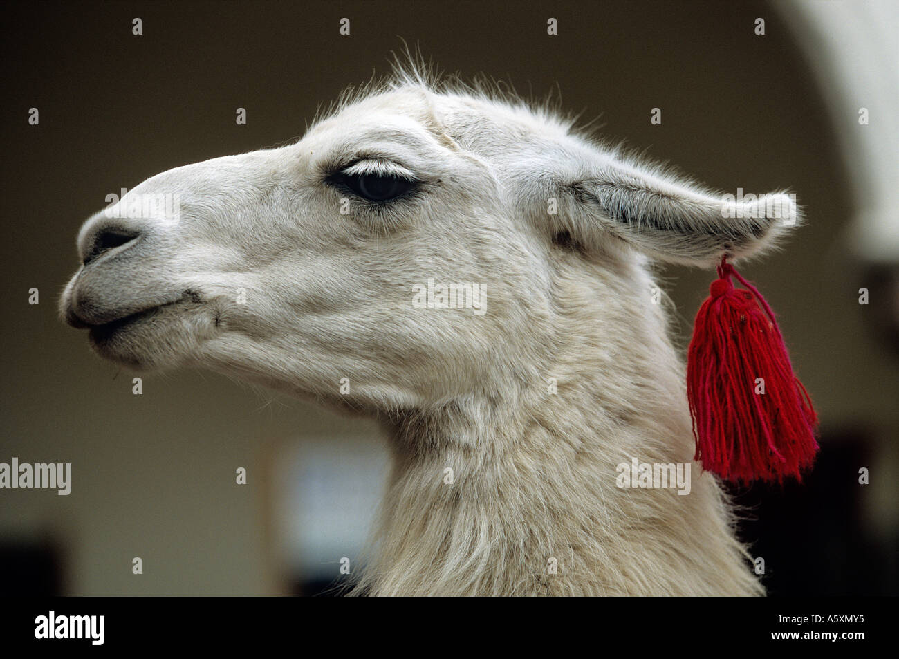 Photographie d'un lama (Lama lama) avec un pompon (Pérou). Portrait de Lama (Lama lama) avec un pompon (Pérou). Banque D'Images