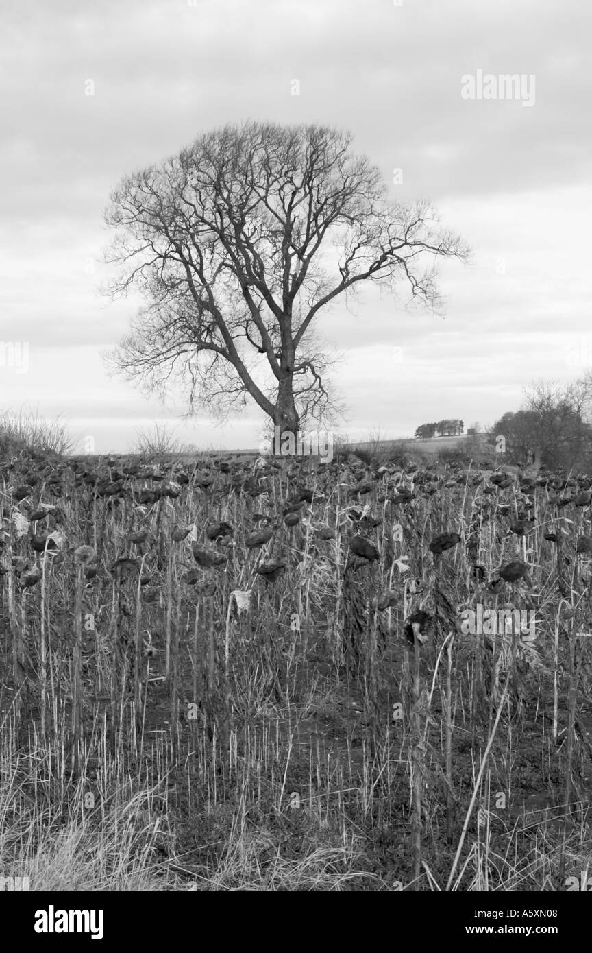 Tournesols morts Banque D'Images