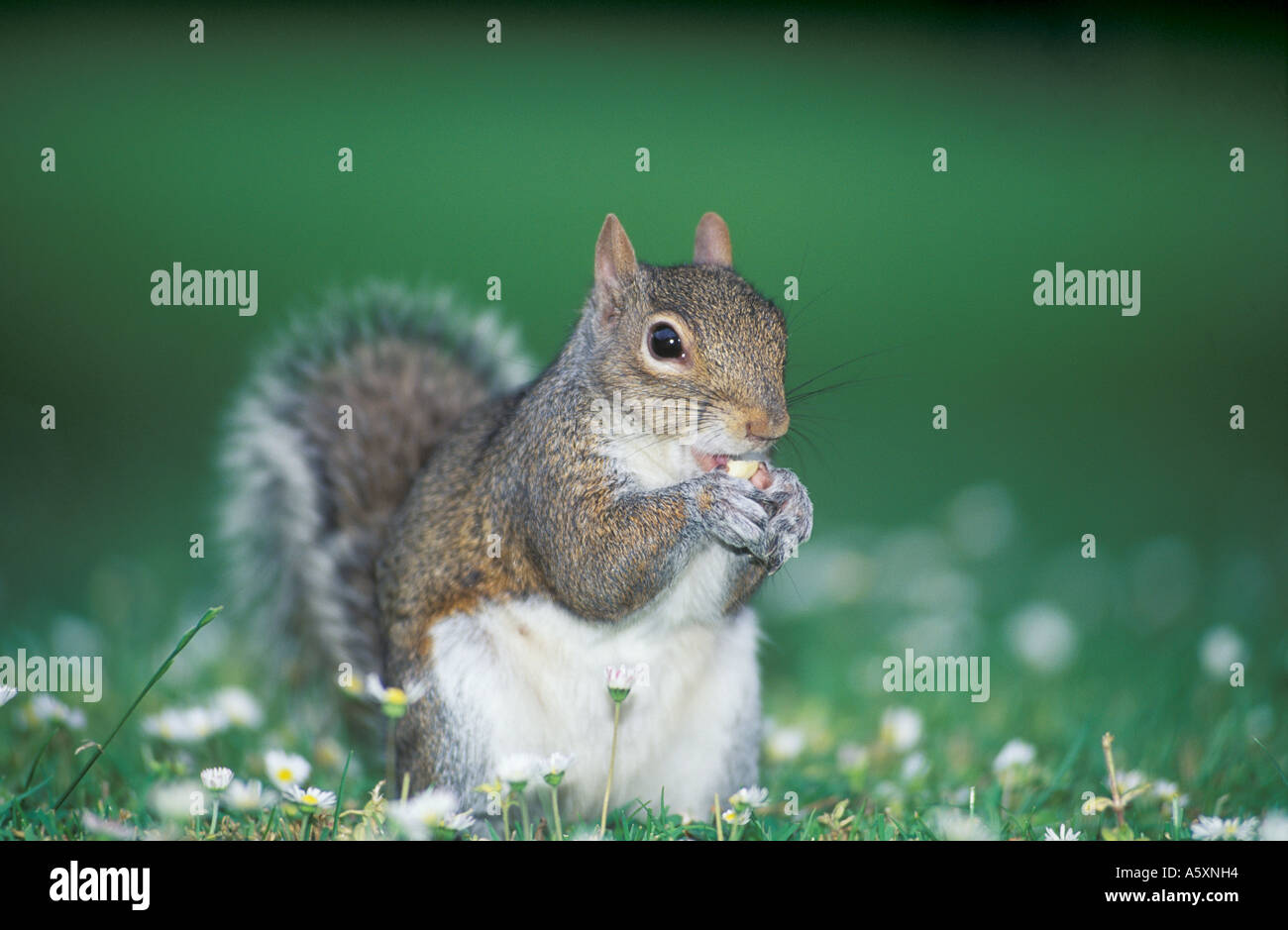L'Écureuil gris de l'England UK Banque D'Images